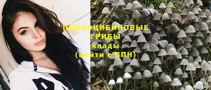 Псилоцибиновые грибы Psilocybe  Козловка 